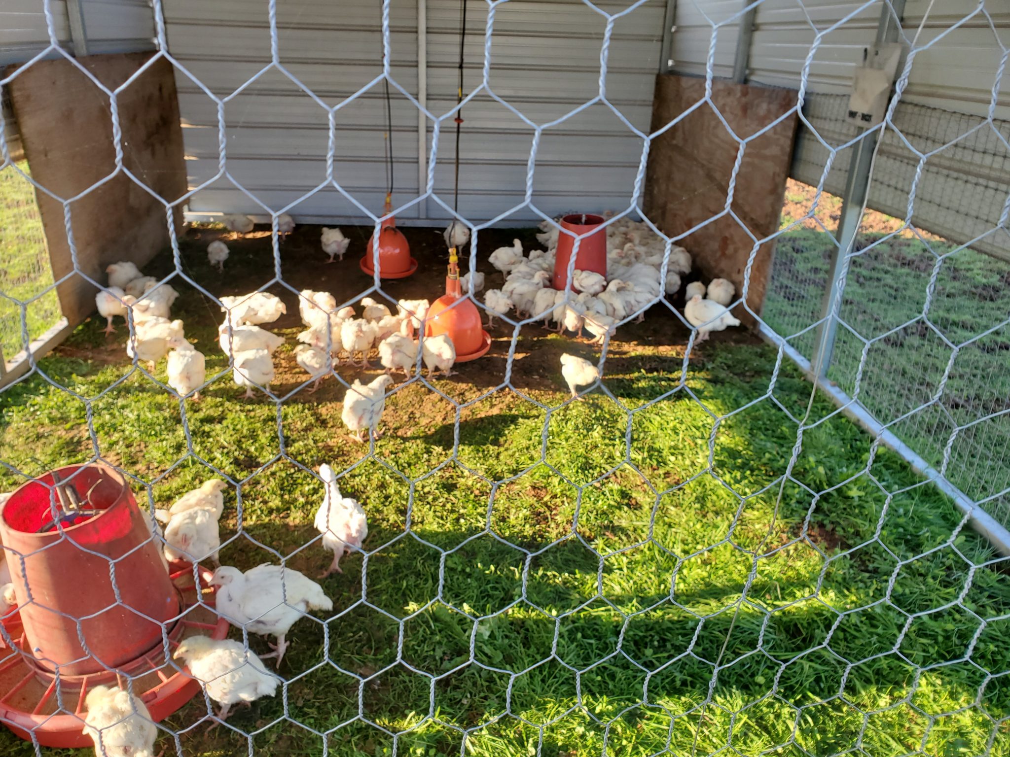 Custom made poultry pens Skillman Farm Market and Butcher Shop