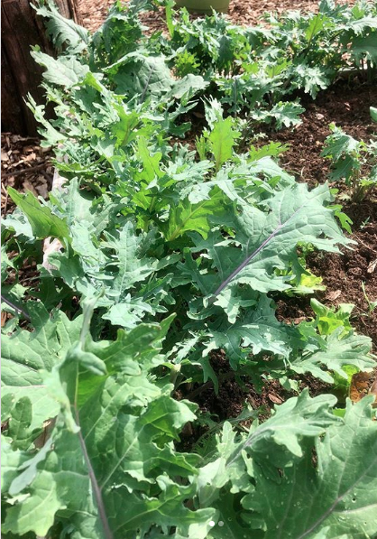 Red Russian Kale from Skillman Farm Market and Butcher Shop