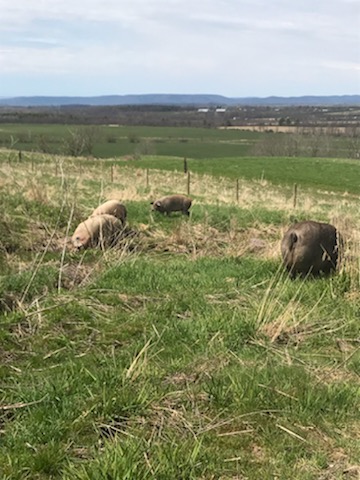 pasture raised pork on SImply Grazin' farms