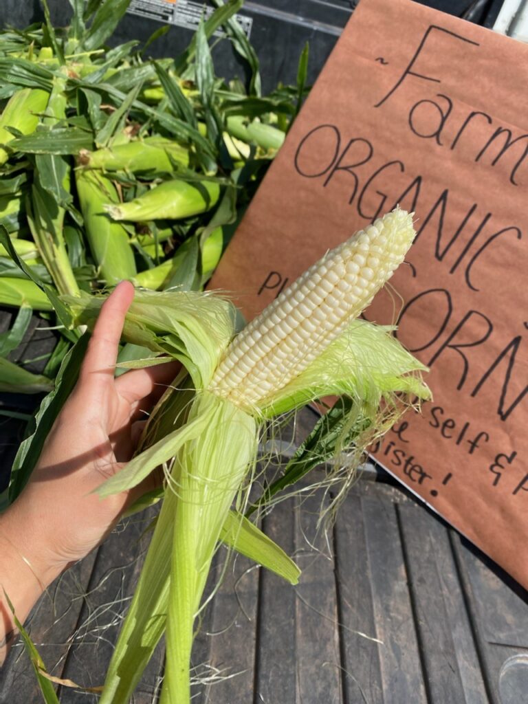 farm fresh corn