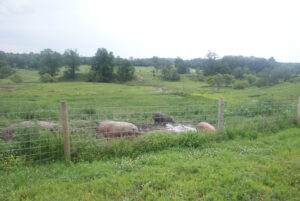 Simply Grazin' pasture raised pork