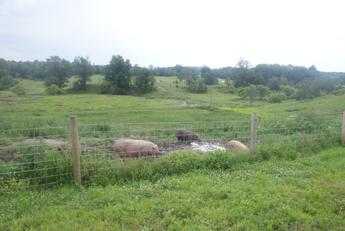 Simply Grazin' pasture raised pork