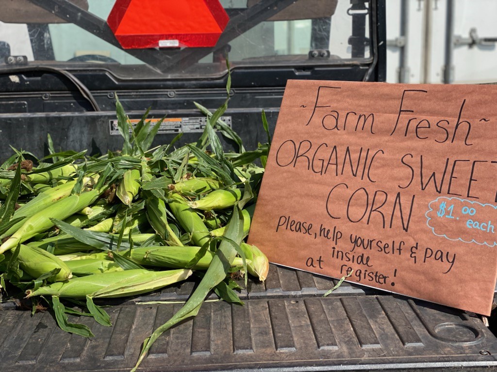 organic farm fresh corn