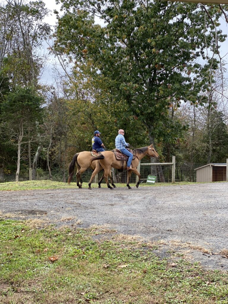 horses