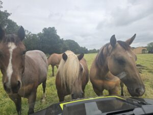 horse care provider help wanted